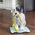 犬の『痩せすぎサイン』４選！どのくらいの体形を維持するのがベスト？