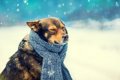 犬が寒い時に見せる…の画像