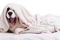 犬用の毛布やブラン…の画像