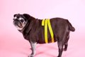 太った犬の肥満チェ…の画像