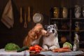犬は食物繊維を摂取…の画像