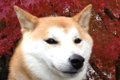 日本犬の性格や種類…の画像
