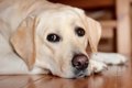 盲導犬の引退　リタ…の画像