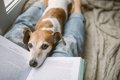 犬に本を読み聞かせ…の画像