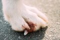 犬の爪から血が出た…の画像