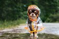 雨の日、愛犬の散歩…の画像