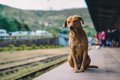 犬と電車の乗り方！…の画像