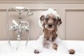 犬がお風呂嫌いにな…の画像