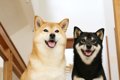 日本犬は認知症にな…の画像