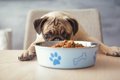 犬がご飯を好き嫌い…の画像