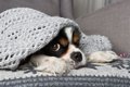 犬の『クーラー病』…の画像