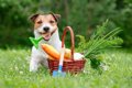 犬に市販の野菜ジュ…の画像