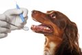 犬の歯石取りにスケ…の画像