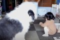 生後4ヵ月の大型犬パ…の画像