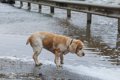愛犬を『台風や水害…の画像