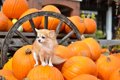犬はかぼちゃを食べ…の画像