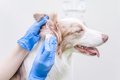 なぜ犬は「外耳炎」…の画像