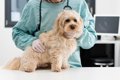 犬の消化器と呼吸器…の画像