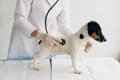 犬の慢性消化器疾患…の画像