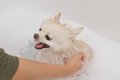 愛犬が水やお湯を嫌…の画像