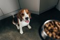 愛犬の食事の用意を…の画像