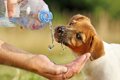 犬は水を飲んでると…の画像