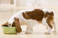 犬の食器選びのコツ3…の画像