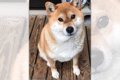 広島犬警が同県に住…の画像