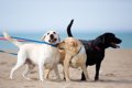 大型犬と小型犬の寿…の画像