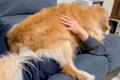 大型犬を『毛布代わ…の画像