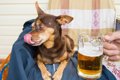 犬にアルコールを与…の画像