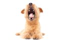 犬のあくびが多い！…の画像