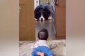 『赤ちゃんと大型犬…の画像