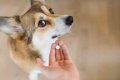 犬の下痢に抗生物質…の画像