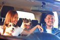 犬を車に乗せる際の…の画像