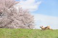 犬が出てくる日本の…の画像
