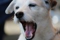 犬の歯周病！予防・…の画像