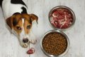 犬の心臓を守る栄養…の画像
