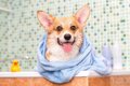 「お風呂が好きな犬…の画像