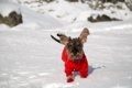 冬に愛犬と一緒に楽…の画像