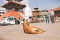 ネパールの野良犬が…の画像
