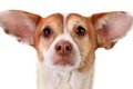 「犬の中耳炎」症状…の画像