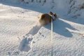 犬が積もった雪にジ…の画像