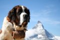 スイスの犬を6種類ご…の画像