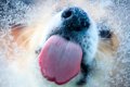 犬の『舌』でわかる…の画像