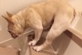 愛犬が階段から転落…の画像