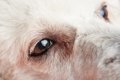 犬の目の色が変化し…の画像