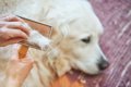 犬の毛を掃除するコ…の画像