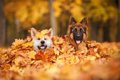 犬が秋を楽しんでい…の画像