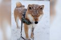 大雪の中お散歩に行…の画像